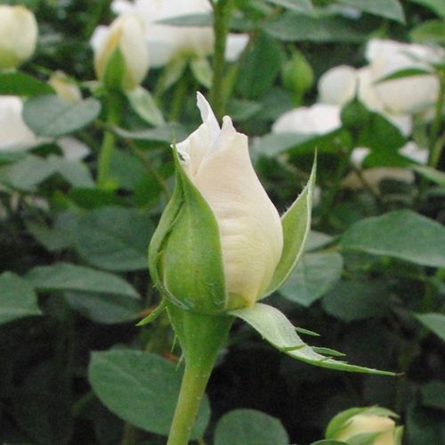 Rosa  Márton Áron - biały  - Róże pienne - z kwiatami hybrydowo herbacianymi - korona równomiernie ukształtowana